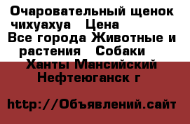 Очаровательный щенок чихуахуа › Цена ­ 40 000 - Все города Животные и растения » Собаки   . Ханты-Мансийский,Нефтеюганск г.